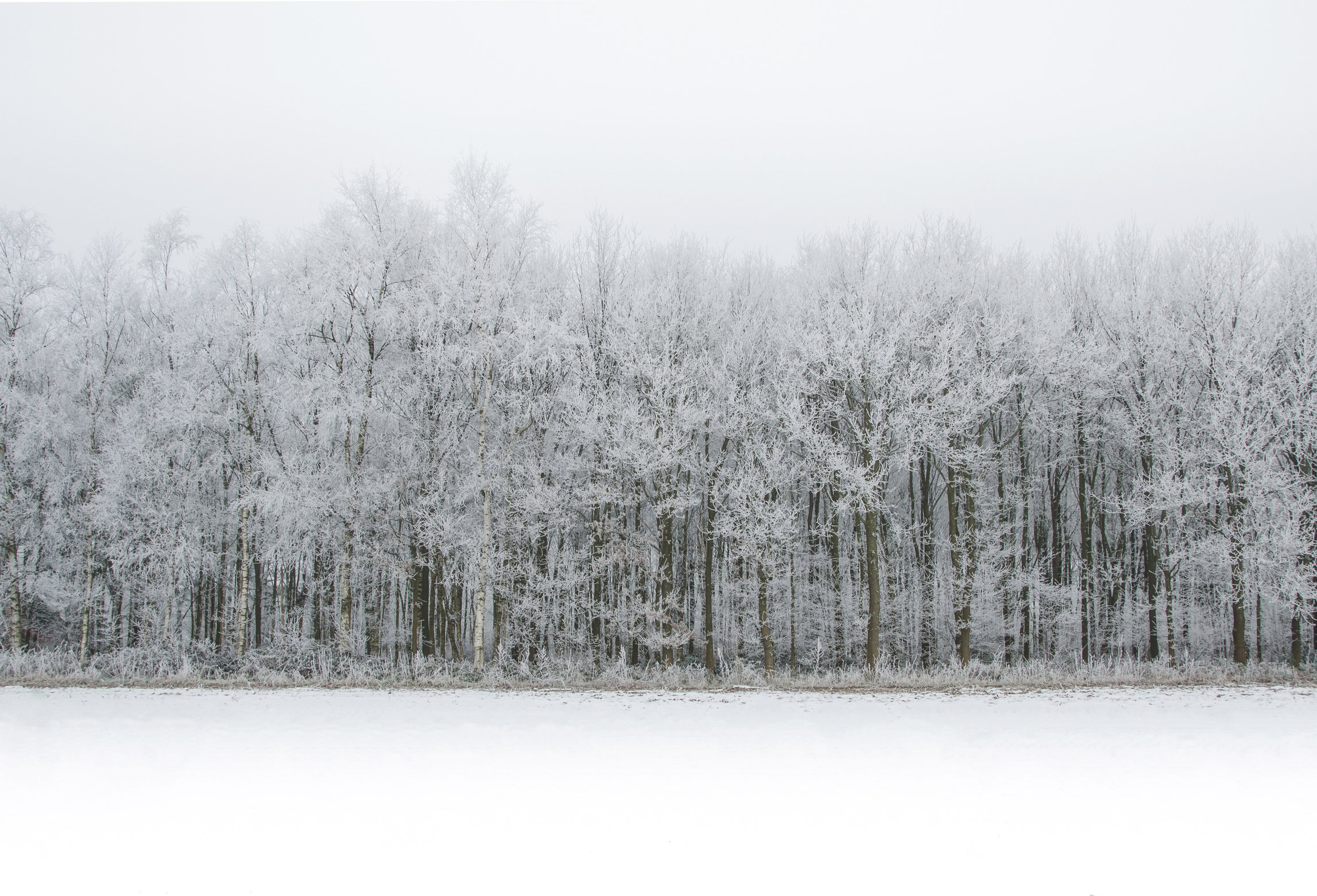 Snow-coated Trees Illustration